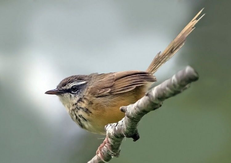 mengetahui-perbedaan-burung-ciblek-gunung-jantan-dan-betina-3281625