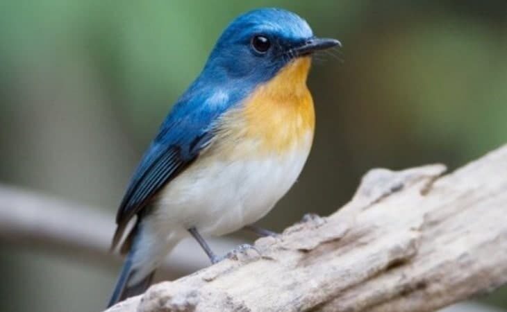 mengetahui-perbedaan-burung-tledekan-jantan-dan-betina-3310169