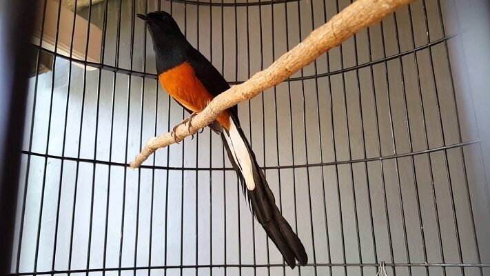 mengetahui-pola-ekor-murai-batu-bahorok-ukuran-dan-bentuknya-6873898