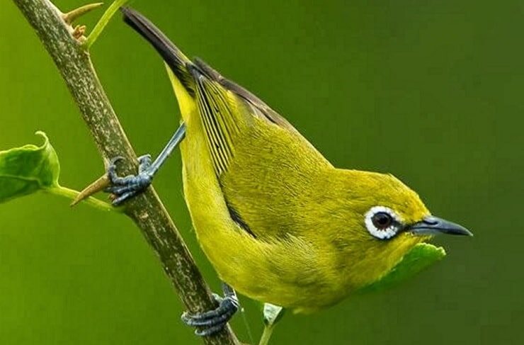 meningkatkan-daya-tahan-tubuh-pleci-9818042