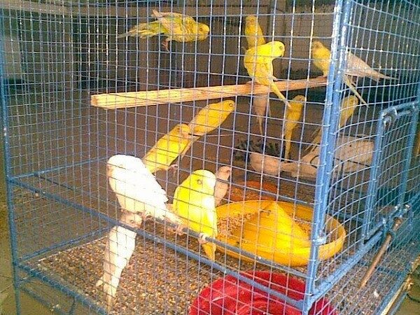 model-dan-tipe-kandang-burung-parkit-yang-ideal-6354232