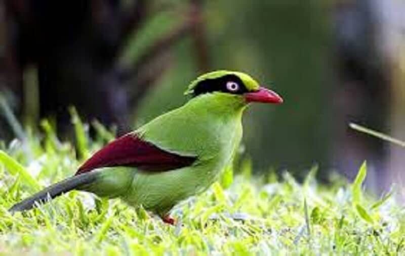 panduan-cara-merawat-burung-ekek-keling-agar-cepat-gacor-6319060