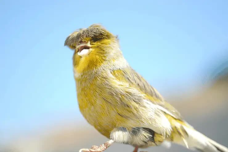 penjemuran-burung-kenari-5845701