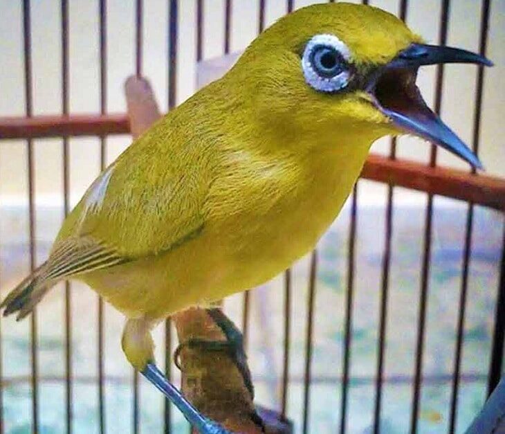 pentingnya-nutrisi-untuk-pleci-bagi-proses-pertumbuhannya-3317982