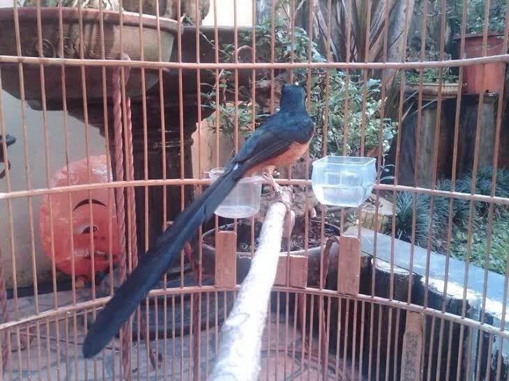 penyebab-kerusakan-ekor-murai-batu-4382156