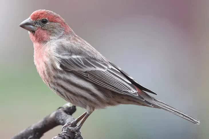 perbedaan-house-finch-jantan-dan-betina-9477823