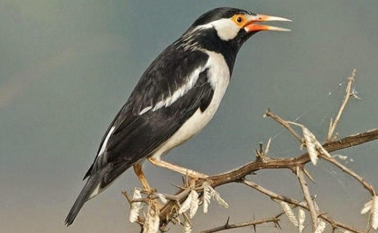 perbedaan-jenis-kelamin-jalak-suren-sumatera-3776619