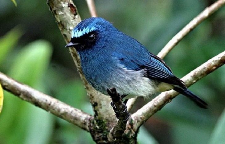 perbedaan-jenis-kelamin-tledekan-biru-muda-7326624