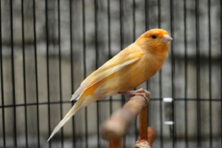perbedaan-kenari-loper-dengan-kenari-af-dan-kenari-jenis-lainnya-9510595