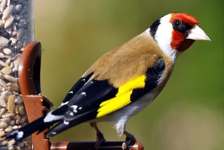 persilangan-emprit-jepang-dengan-kenari-2923226