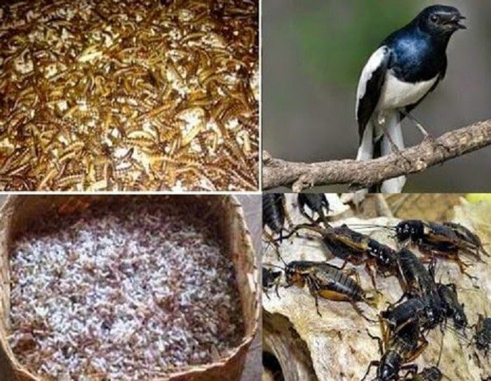 racikan-pakan-burung-kacer-biar-gacor-dan-ngeplong-8376816