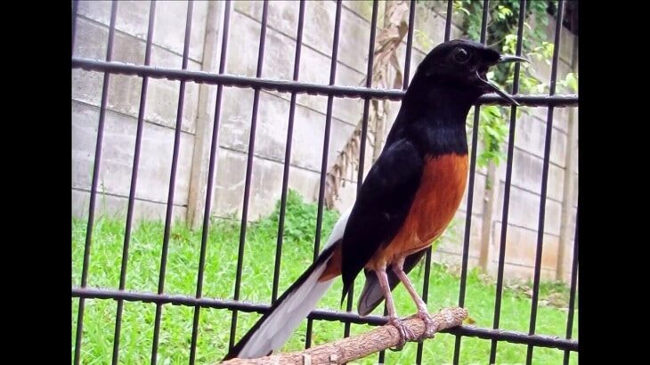 ramuan-tradisional-untuk-murai-agar-gacor-tanpa-efek-samping-2738111