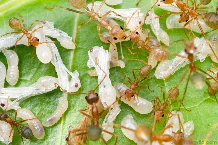 resiko-pemberian-kroto-pada-cendet-bakalan-yang-harus-anda-tau-8644680