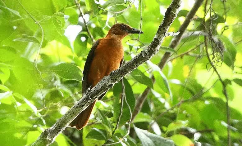species-burung-pitohui-2317790