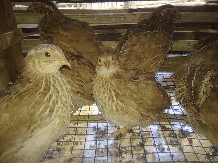 tips-mudah-ternak-burung-puyuh-agar-hasilnya-memuaskan-7125739