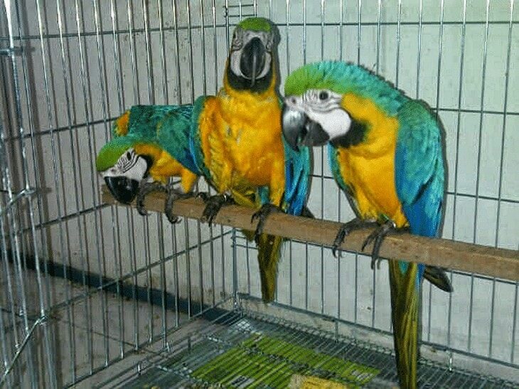 tips-perawatan-burung-macaw-yang-benar-1-8949648