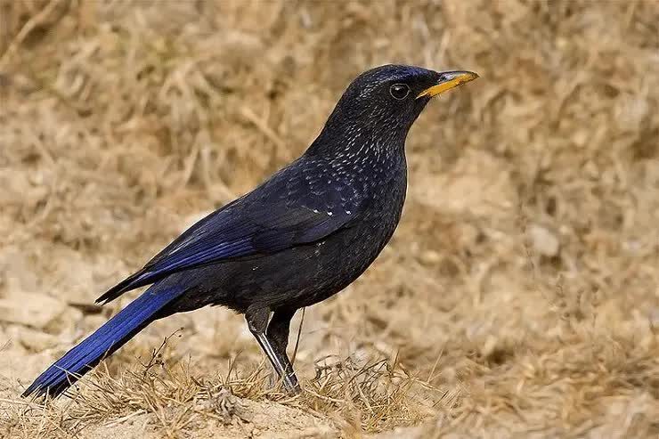 tips-perawatan-harian-burung-ciung-batu-agar-bisa-gacor-2806129