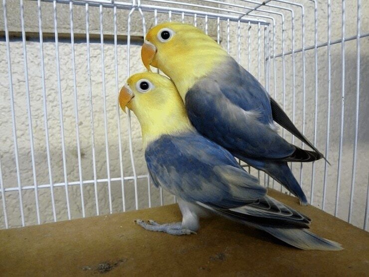 variasi-warna-lovebird-1552622