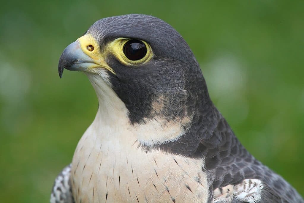 alap-alap-kawah-3411277