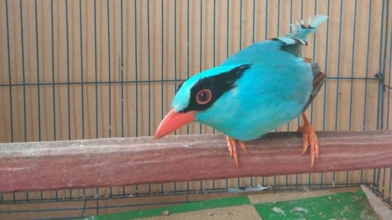 burung-ekek-keling-7949260