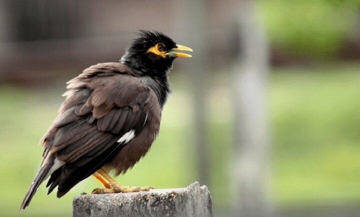 burung-jalak-nias-1102968