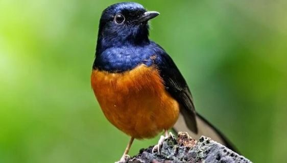 burung-murai-batu-2-4726724