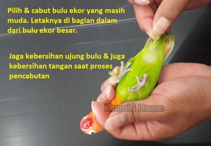 kimmig-house-8387477