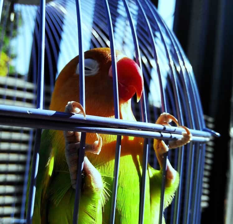 lovebird-1491663_960_720-5578092
